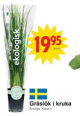 Matöppet Gräslök i kruka erbjuda