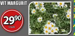 Extra Mjällby Stormarknad Vit margurit erbjuda