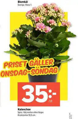 Coop Extra Kalanchoe erbjuda
