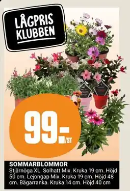 ÖoB SOMMARBLOMMOR erbjuda