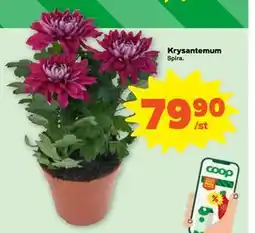 Krysantemum