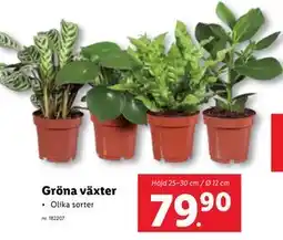 Lidl Gröna växter erbjuda