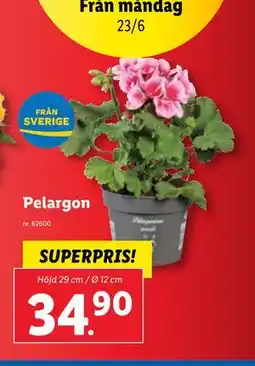 Lidl Pelargon erbjuda