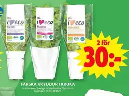 ICA Maxi ICA Färska kryddor i kruka erbjuda