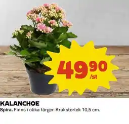 Coop Kalanchoe erbjuda