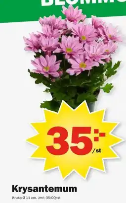 Pekås Krysantemum erbjuda