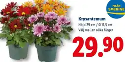Lidl Krysantemum erbjuda