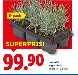 Lidl Lavendel angustifolia erbjuda