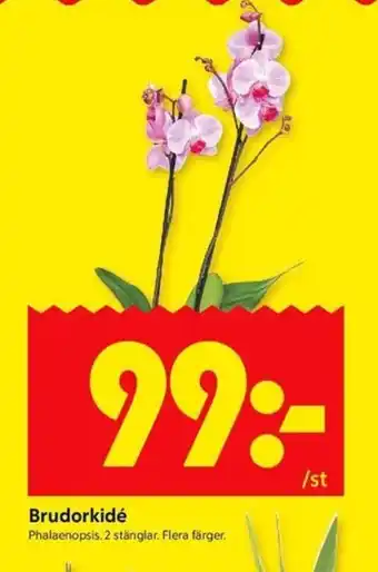 ICA Kvantum Brudorkidé erbjuda