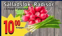 Supergrossen Salladslök, Rädisor erbjuda