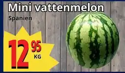Supergrossen Mini vattenmelon erbjuda