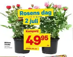 City Gross Miniros i kruka erbjuda