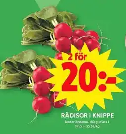 ICA Maxi Rädisor i knippe erbjuda