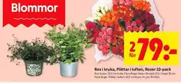 ICA Kvantum Ros i kruka, plättar i luften, rosor 10-pack erbjuda