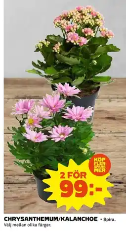 Coop Chrysanthemum/kalanchoe erbjuda