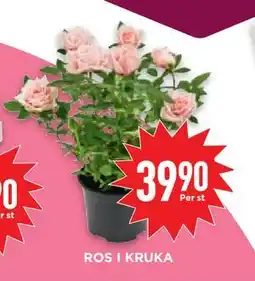 Willys Hemma ROS I KRUKA erbjuda