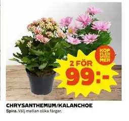 Coop Daglivs CHRYSANTHEMUM/KALANCHOE erbjuda