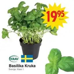 Matöppet Basilika Kruka erbjuda