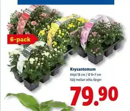 Lidl Krysantemum erbjuda
