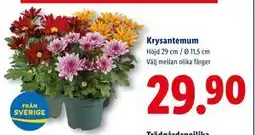 Lidl Krysantemum erbjuda