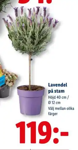 Lidl Lavendel på stam erbjuda