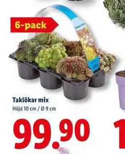 Lidl Taklökar mix erbjuda