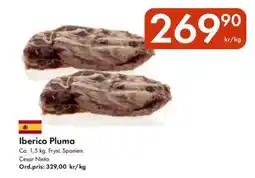 Iberico pluma