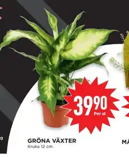 Willys GRÖNA VÄXTER erbjuda