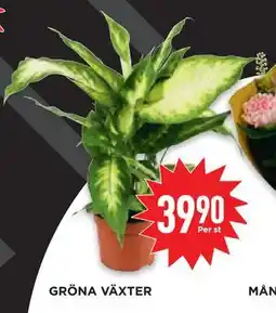 Willys Hemma GRÖNA VÄXTER erbjuda