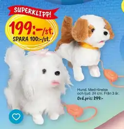 Leklust Hund. Med rörelse erbjuda