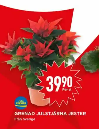 Krukväxt