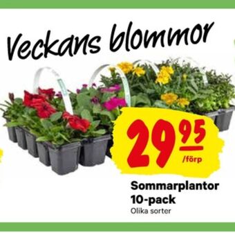 City Gross Blommor erbjuda
