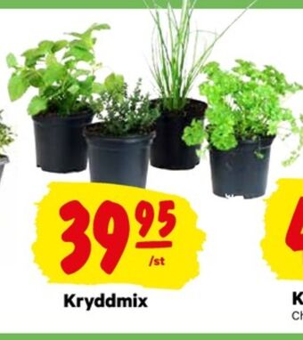 City Gross Plantor erbjuda