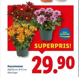 Lidl Krysantemum, SEK 29.9 erbjuda