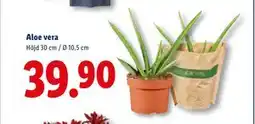 Lidl Aloe vera, SEK 39.9 erbjuda