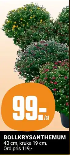 ÖoB BOLLKRYSANTHEMUM, Medlemspris erbjuda