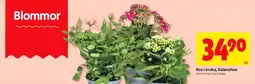 ICA Supermarket Rosi i kruka, Kalanchoe erbjuda