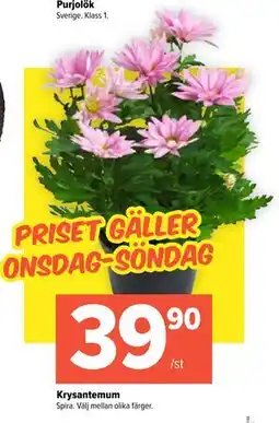 Coop Extra Krysantemum, SEK 39.9 erbjuda