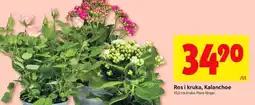 ICA Kvantum Ros i kruka, kalanchoe erbjuda
