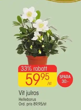 Vit julros