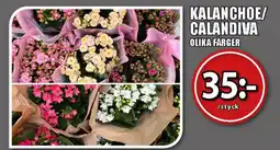 Extra Mjällby Stormarknad KALANCHOE/ CALANDIVA OLIKA FÄRGER erbjuda