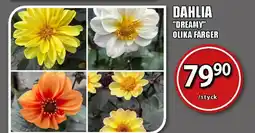 Extra Mjällby Stormarknad DAHLIA "DREAMY" OLIKA FÄRGER erbjuda