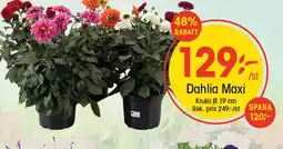 EKO Dahlia Maxi erbjuda