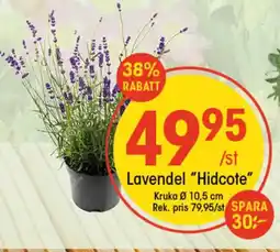 EKO Lavendel "Hidcote" erbjuda