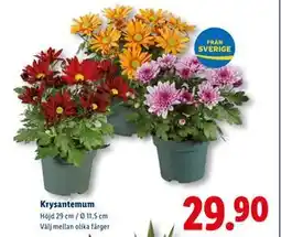 Lidl Krysantemum, SEK 29.9 erbjuda