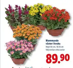 Lidl Blommande växter i kruka, SEK 89.9 erbjuda