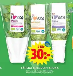 ICA Maxi FÄRSKA KRYDDOR I KRUKA erbjuda