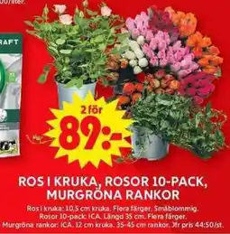 Ros i kruka, rosor 10-pack, murgröna rankor