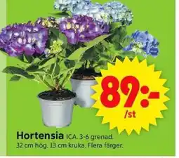 ICA Supermarket Hortensia ICA. 3-6 grenad. erbjuda