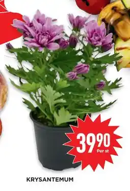 KRYSANTEMUM, SEK 39.9